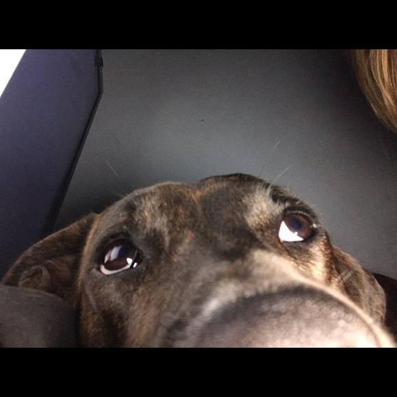 Meet your Posher, Addison - Picture 1 of 1